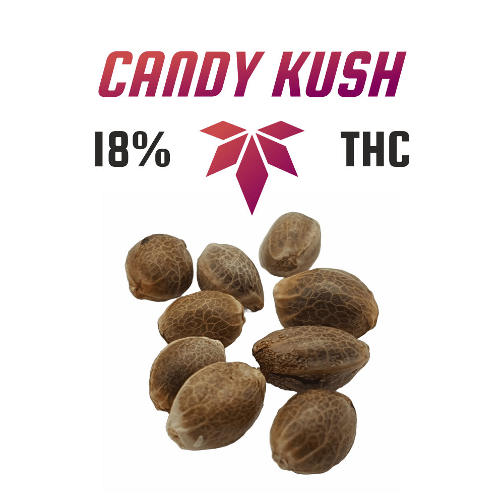 Cannabis Samen (18% THC) Candy Kush (Feminized) - Canabro