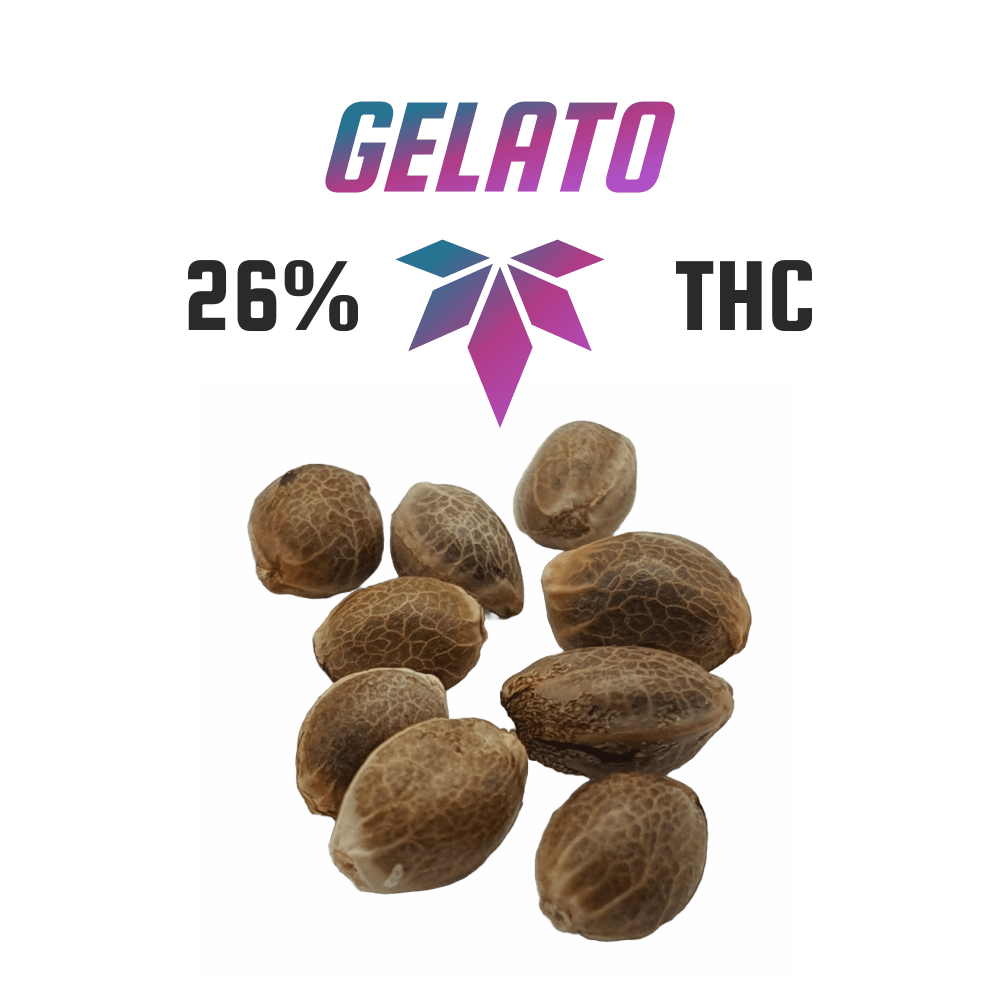 Cannabis Samen (26% THC) Gelato (Feminized) - Canabro