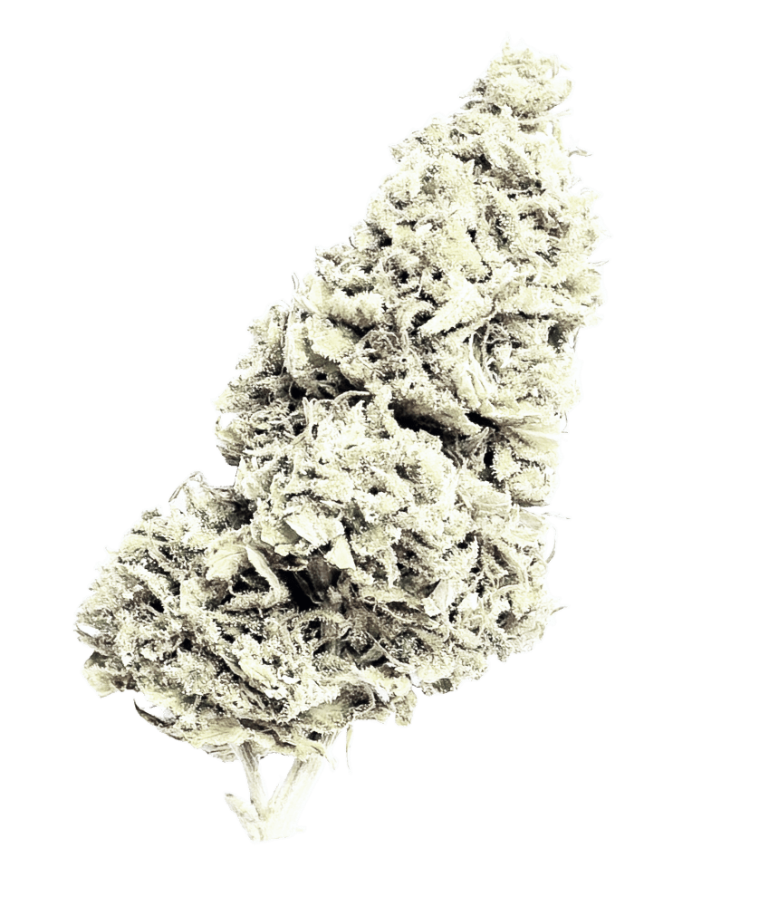 CBD - Blüten (50%) White Magic - Canabro