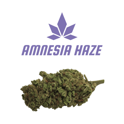 CBD - Blüten (6%) Amnesia Haze - Canabro
